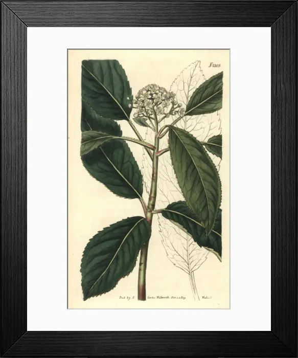 Framed Print : Smooth Chinese hawthorn, Crataegus glabra Framed Print : Smooth Chinese hawthorn, Crataegus glabra