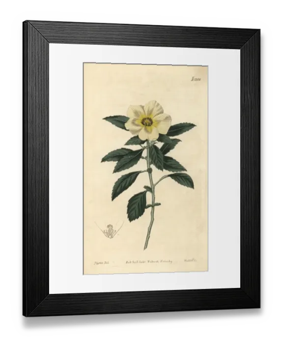 Framed Print : Venice-mallow flowered Turnera, Turnera trioniflora Framed Print : Venice-mallow flowered Turnera, Turnera trioniflora