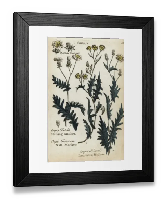 Framed Print : Stinking maithen, wall maithen, and laciniated maithen Framed Print : Stinking maithen, wall maithen, and laciniated maithen