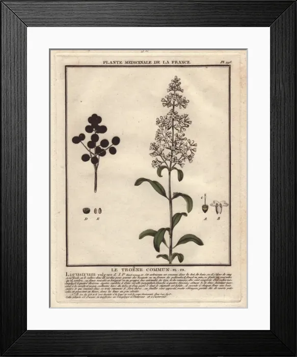 Framed Print : Wild privet, Ligustrum vulgare Framed Print : Wild privet, Ligustrum vulgare