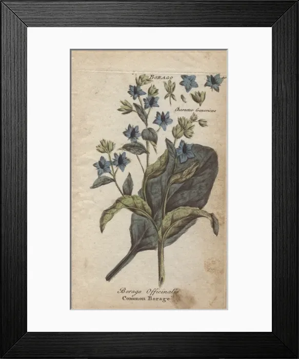 Framed Print : Borage, Borago officinalis Framed Print : Borage, Borago officinalis