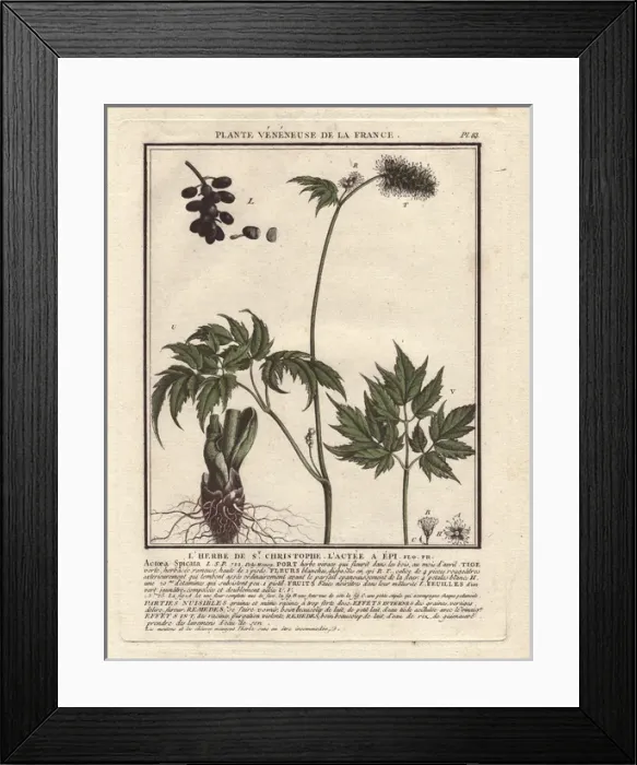 Framed Print : Baneberry or Herb Christopher, Actaea spicata or Actaea alba Framed Print : Baneberry or Herb Christopher, Actaea spicata or Actaea alba
