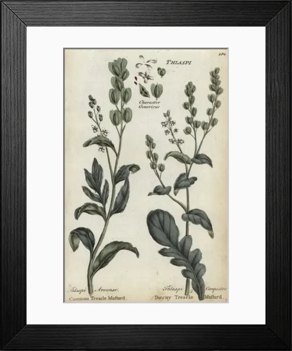 Framed Print : Field pennycress and cow cress Framed Print : Field pennycress and cow cress