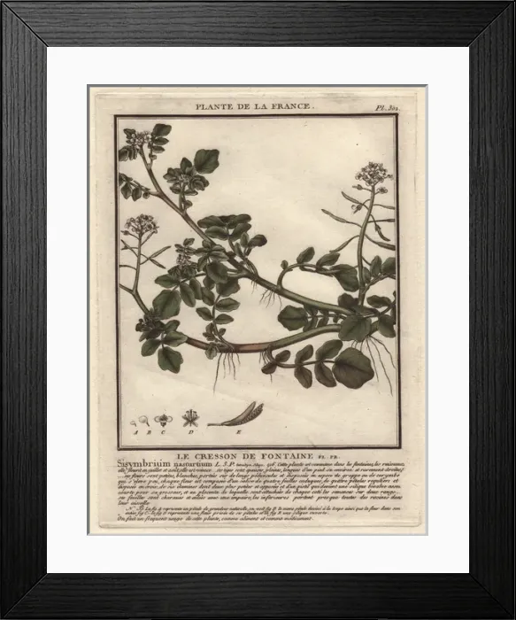 Framed Print : Watercress, Sisymbrium nasturtium-aquaticum Framed Print : Watercress, Sisymbrium nasturtium-aquaticum