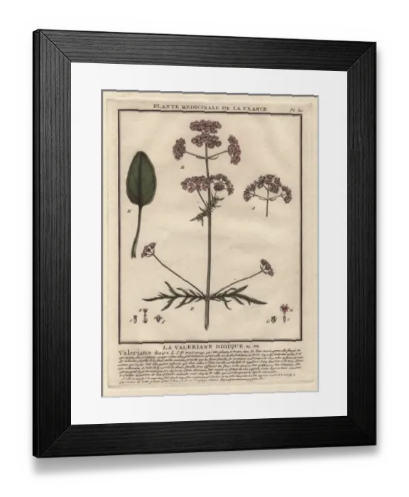 Framed Print : Valerian, Valeriana officinalis Framed Print : Valerian, Valeriana officinalis