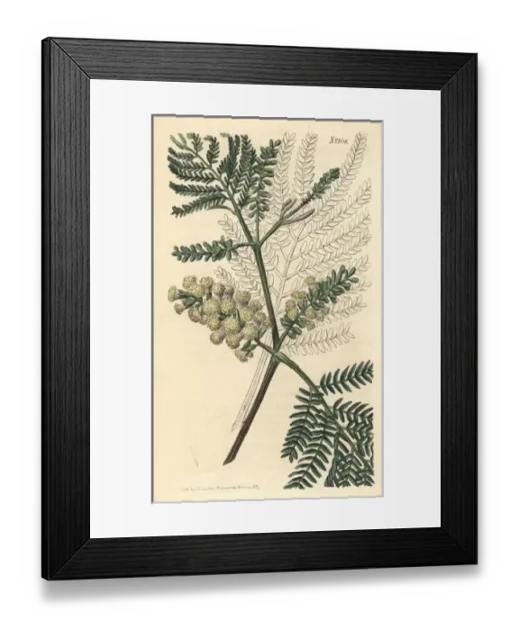 Framed Print : Two-spiked acacia, Acacia lophantha