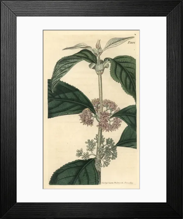 Framed Print : Malabar hoary callicarpa, Callicarpa cana Framed Print : Malabar hoary callicarpa, Callicarpa cana