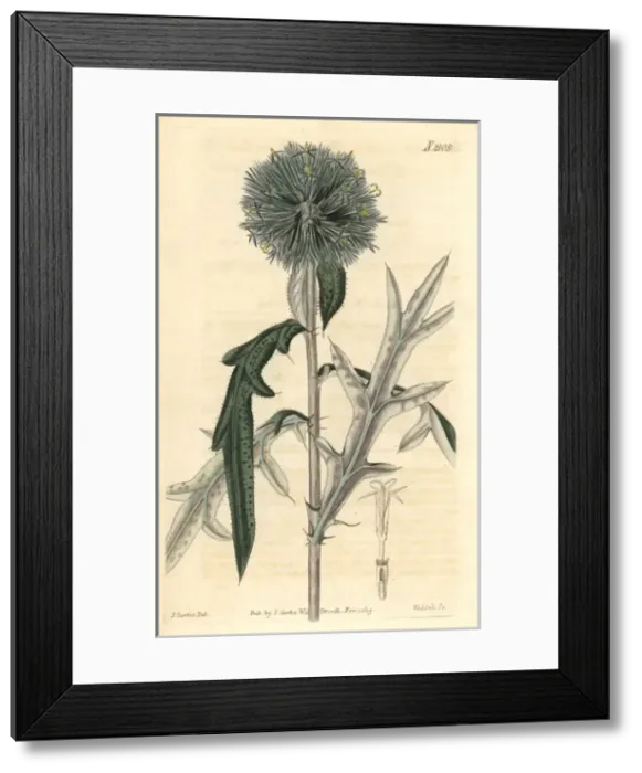 Framed Print : Annual globe-thistle, Echinops strigosa Framed Print : Annual globe-thistle, Echinops strigosa