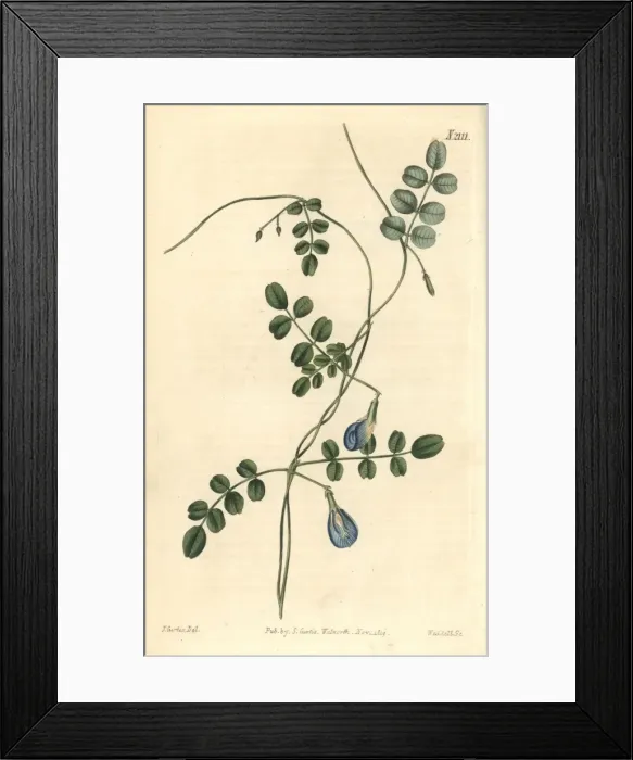 Framed Print : Hooded-flowered clitoria, Clitoria heterophylla Framed Print : Hooded-flowered clitoria, Clitoria heterophylla