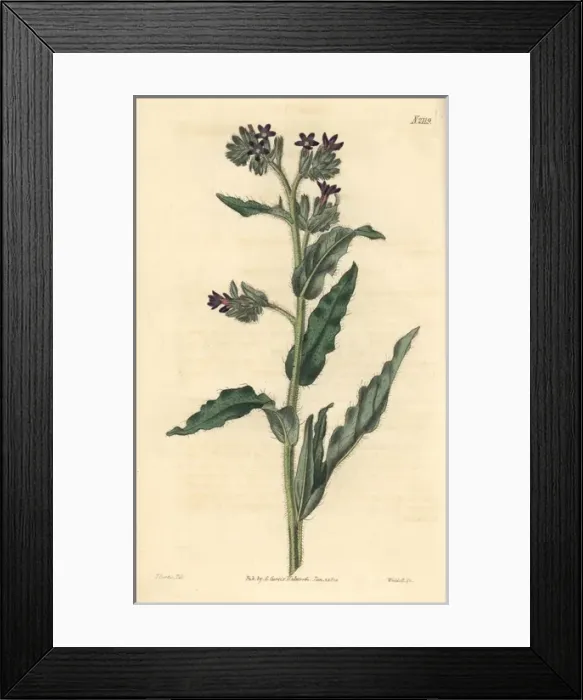 Framed Print : Waved-leaved bugloss, Anchusa undulata Framed Print : Waved-leaved bugloss, Anchusa undulata