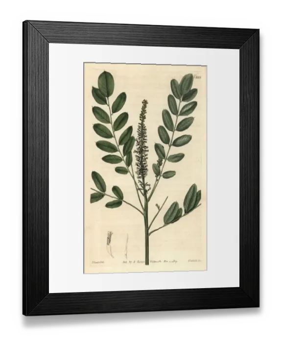 Framed Print : Dwarf bastard indigo, Amorpha nana Framed Print : Dwarf bastard indigo, Amorpha nana