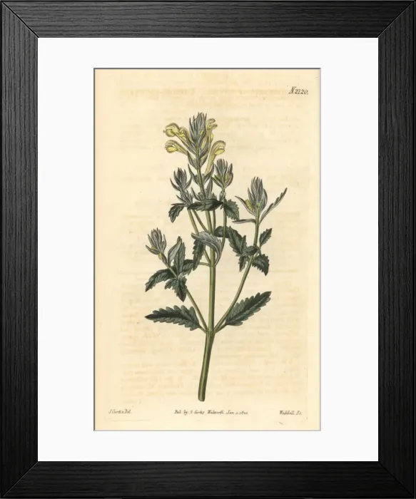 Framed Print : Yellow-flowered skullcap, Scutellaria orientalis Framed Print : Yellow-flowered skullcap, Scutellaria orientalis