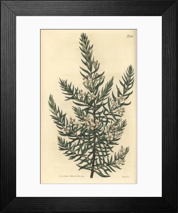 Framed Print : Twiggy baeckea, Baeckea virgata Framed Print : Twiggy baeckea, Baeckea virgata