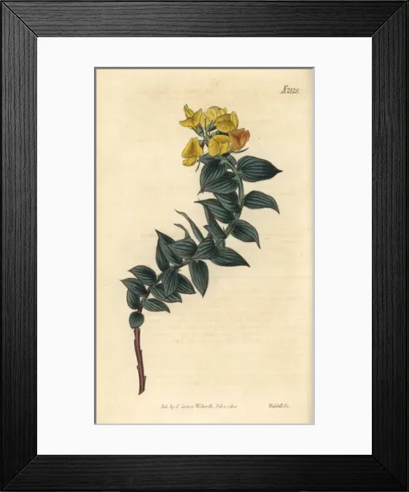 Framed Print : Butchers broom leaved borbonia, Borbonia ruscifolia Framed Print : Butchers broom leaved borbonia, Borbonia ruscifolia