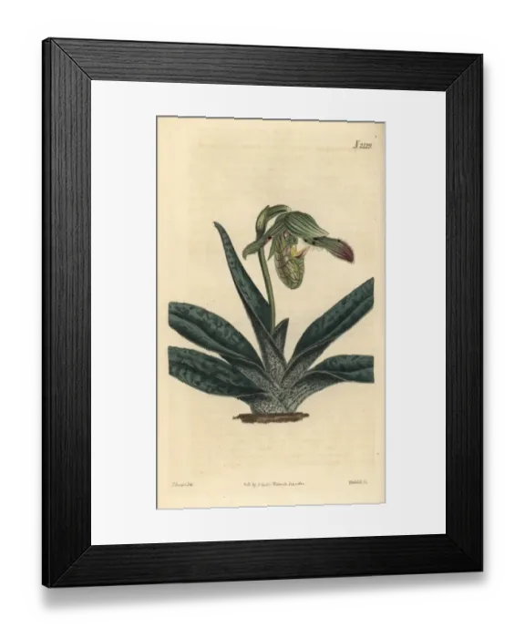 Framed Print : Comely ladys slipper, Cypripedium venustum Framed Print : Comely ladys slipper, Cypripedium venustum