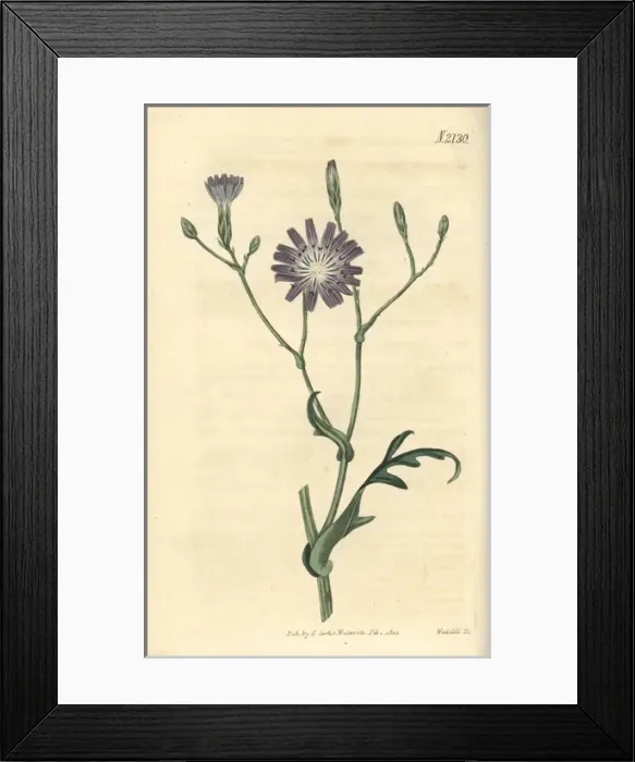 Framed Print : Perennial lettuce, Lactuca perennis Framed Print : Perennial lettuce, Lactuca perennis