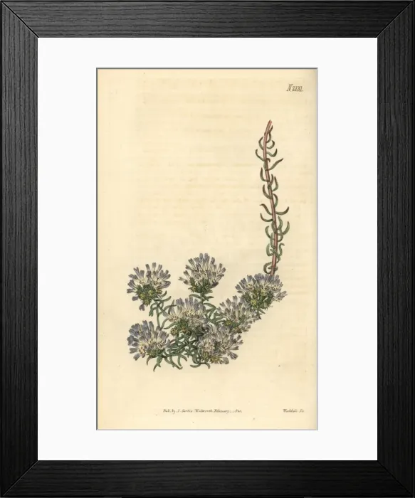 Framed Print : Montpelier coris, Coris monspeliensis Framed Print : Montpelier coris, Coris monspeliensis