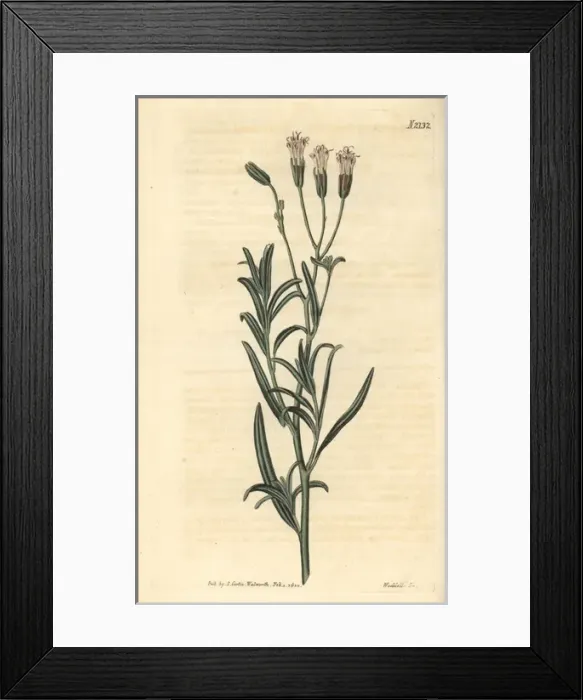 Framed Print : Lavender-leaved palafoxia, Palafoxia linearis Framed Print : Lavender-leaved palafoxia, Palafoxia linearis