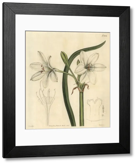 Framed Print : Macquarie crinum, Crinum flaccidum Framed Print : Macquarie crinum, Crinum flaccidum
