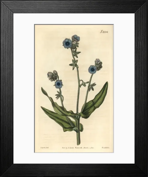 Framed Print : Madeira hounds tongue, Cynoglossum pictum Framed Print : Madeira hounds tongue, Cynoglossum pictum