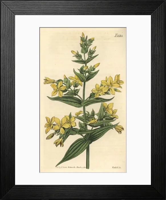 Framed Print : Clammy gentian, Gentiana viscosa Framed Print : Clammy gentian, Gentiana viscosa
