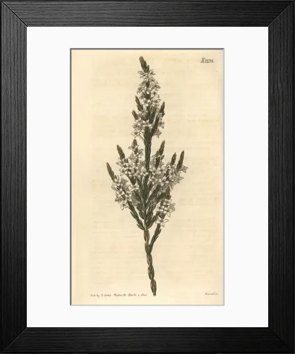 Framed Print : Upright struthiola, Struthiola erecta Framed Print : Upright struthiola, Struthiola erecta