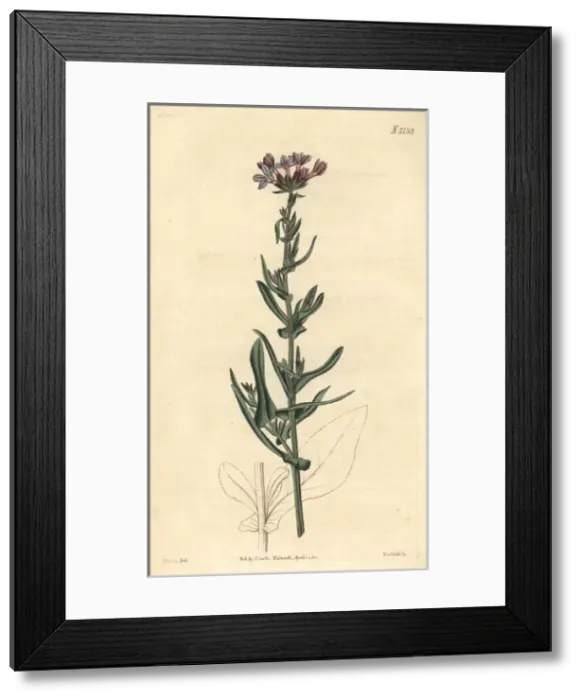 Framed Print : European leadwort, Plumbago europaea Framed Print : European leadwort, Plumbago europaea