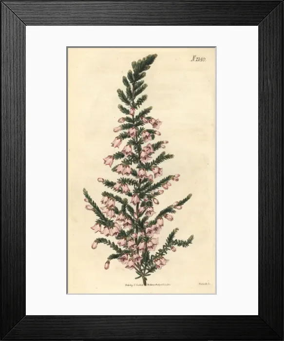Framed Print : Pendent-flowered heath, Erica propendens Framed Print : Pendent-flowered heath, Erica propendens