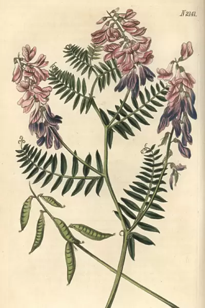Fine-leaved vetch, Vicia tenuifolia