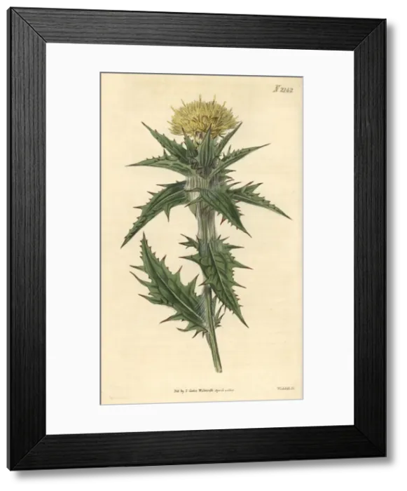 Framed Print : Yellow distaff thistle, Carthamus lanatus Framed Print : Yellow distaff thistle, Carthamus lanatus