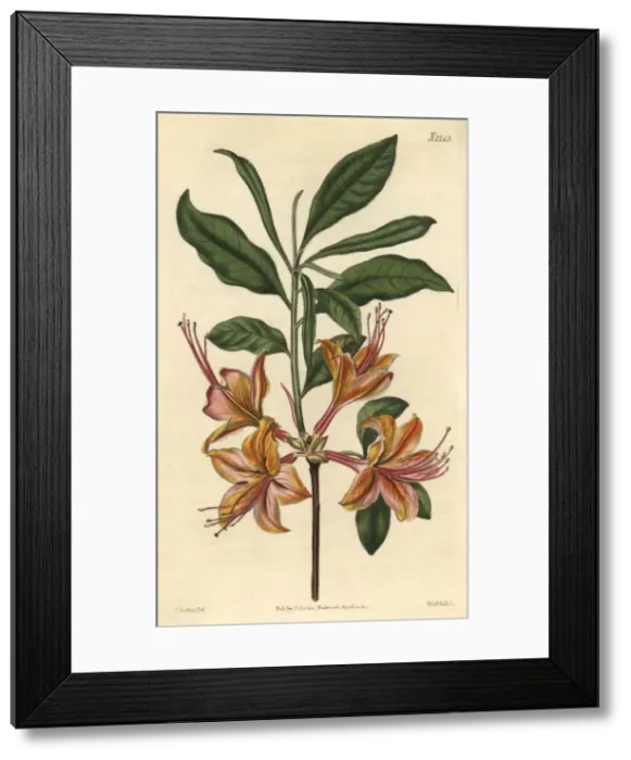 Framed Print : Flame-coloured azalea, Azalea calendulacea flammea Framed Print : Flame-coloured azalea, Azalea calendulacea flammea