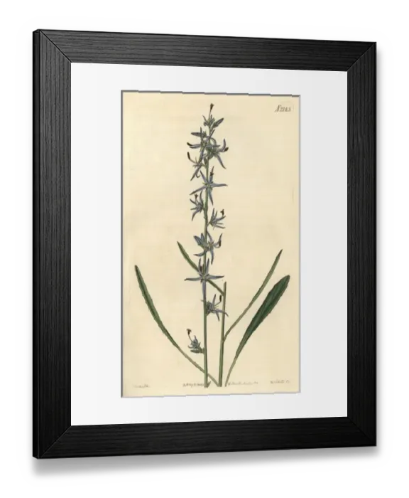 Framed Print : Slender rampion, Phyteuma stricta Framed Print : Slender rampion, Phyteuma stricta
