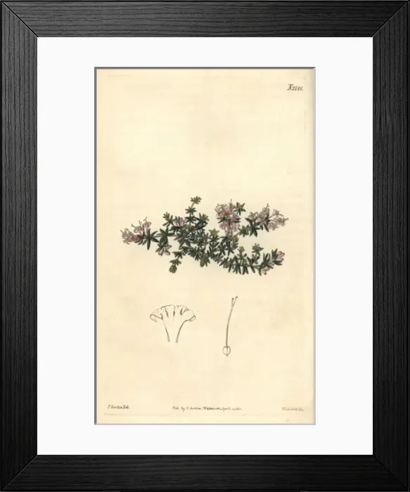 Framed Print : Arcadian woodruff, Asperula arcadiensis Framed Print : Arcadian woodruff, Asperula arcadiensis