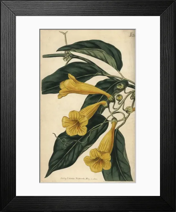 Framed Print : Chamberlaynes trumpet flower, Bignonia chamberlaynii Framed Print : Chamberlaynes trumpet flower, Bignonia chamberlaynii
