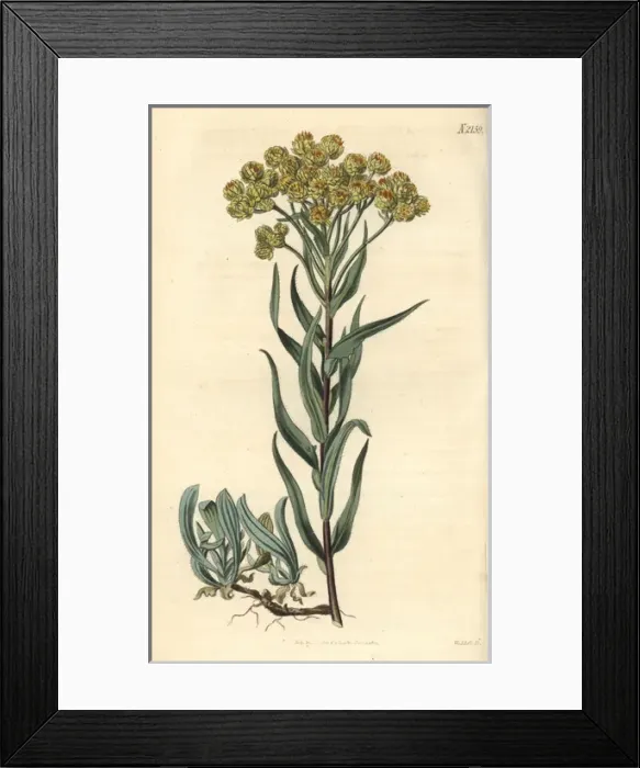 Framed Print : Sand everlasting, Gnaphalium arenarium Framed Print : Sand everlasting, Gnaphalium arenarium