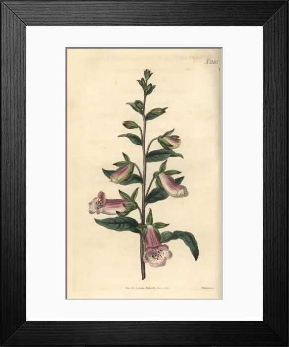 Framed Print : Dwarf Spanish foxglove, Digitalis minor Framed Print : Dwarf Spanish foxglove, Digitalis minor