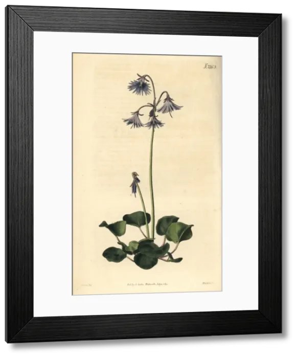 Framed Print : Clusius greater soldanella, Soldanella clusii Framed Print : Clusius greater soldanella, Soldanella clusii
