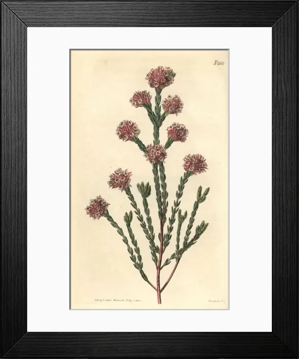 Framed Print : Thrift flowered heath, Erica rubella Framed Print : Thrift flowered heath, Erica rubella