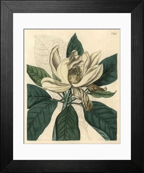 Framed Print : Thomsons new swamp magnolia, Magnolia glauca major Framed Print : Thomsons new swamp magnolia, Magnolia glauca major