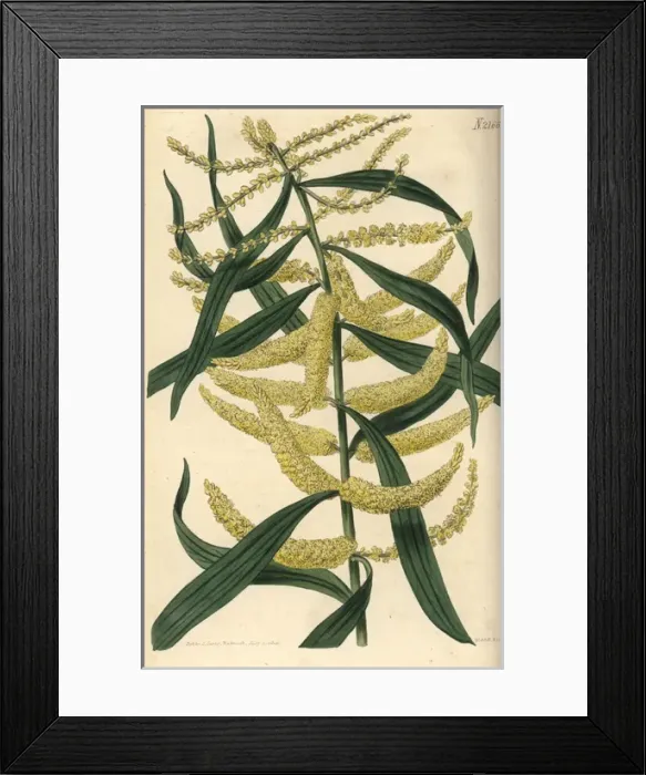Framed Print : Thick spiked long-leaved acacia, Acacia longifolia Framed Print : Thick spiked long-leaved acacia, Acacia longifolia