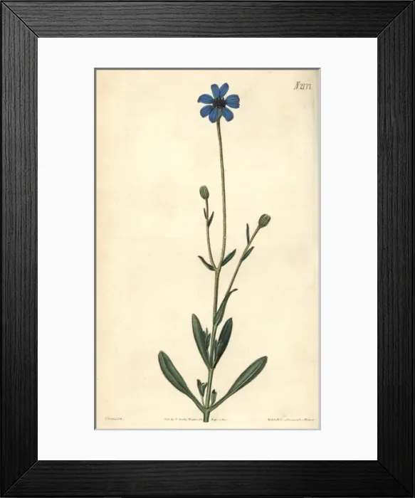 Framed Print : Cape-Aster-like kaulfussia, Kaulfussia amelloides Framed Print : Cape-Aster-like kaulfussia, Kaulfussia amelloides