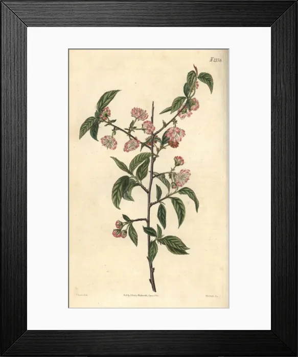 Framed Print : Double dwarf almond, Amygdalus pumila Framed Print : Double dwarf almond, Amygdalus pumila