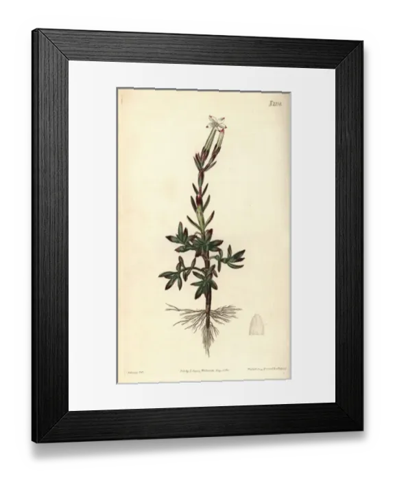 Framed Print : Jasmine-flowered crassula, Crassula jasminea