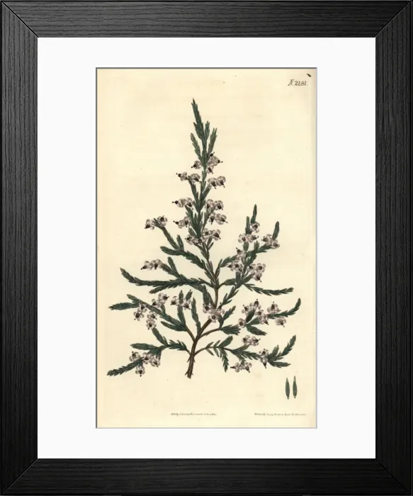 Framed Print : Fragrant heath, Erica fragrans Framed Print : Fragrant heath, Erica fragrans