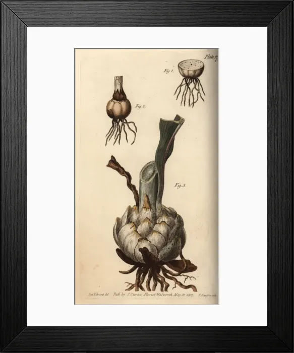 Framed Print : Root and bulb of the lily, Lilium species Framed Print : Root and bulb of the lily, Lilium species