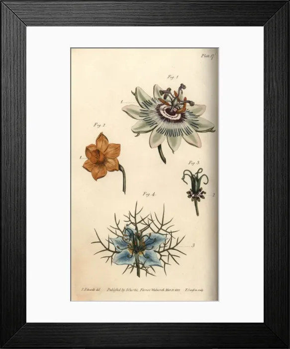 Framed Print : Nectarium of the passionflower 1, daffodil Framed Print : Nectarium of the passionflower 1, daffodil