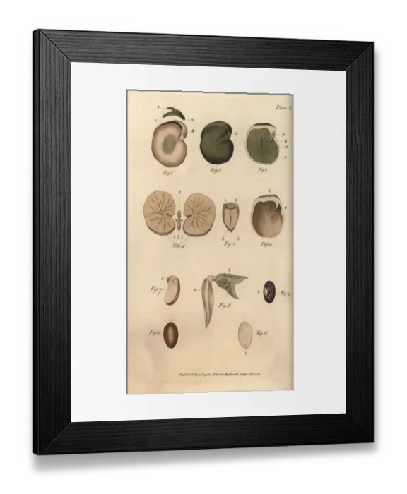 Framed Print : Seeds and their parts: garden bean 1-5, fig Framed Print : Seeds and their parts: garden bean 1-5, fig
