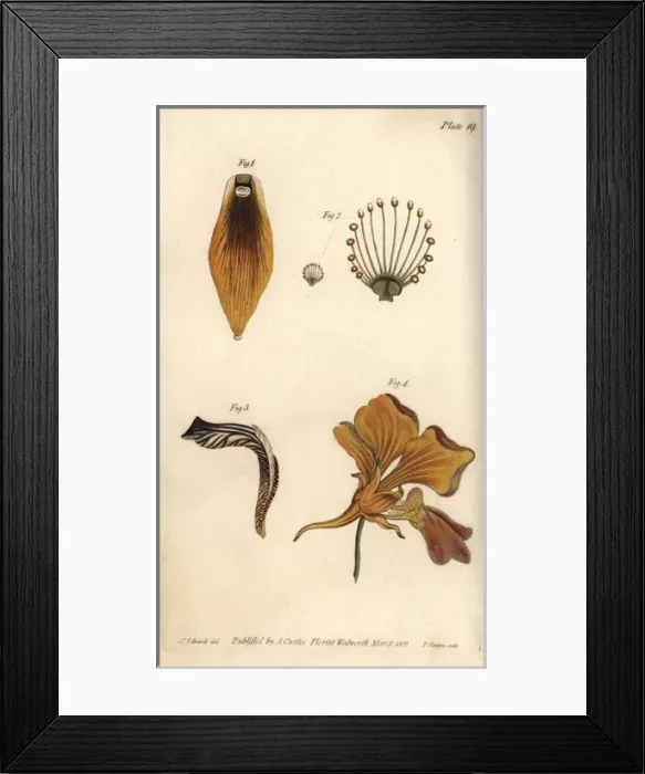 Framed Print : Nectarium of the crown imperial 1, grass of Framed Print : Nectarium of the crown imperial 1, grass of