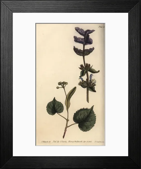Framed Print : Floral leaves bractea of the purple top d clary Framed Print : Floral leaves bractea of the purple top d clary