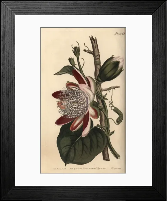 Framed Print : Passionflower, Passiflora species Framed Print : Passionflower, Passiflora species